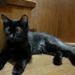 猫と竜は泣ける？癒やされる？実際に読んだ見どころと感想を徹底レビュー【ネタバレ控えめ】