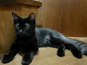 猫と竜ってどんな作品？あらすじ・世界観・見どころを分かりやすく解説【初心者向け】