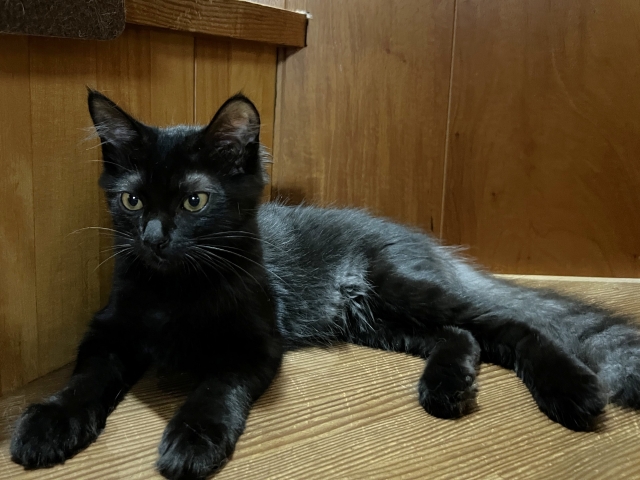 猫と竜ってどんな作品？あらすじ・世界観・見どころを分かりやすく解説【初心者向け】