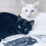 猫と竜は泣ける？癒やされる？実際に読んだ見どころと感想を徹底レビュー【ネタバレ控えめ】