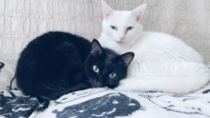 猫と竜は泣ける？癒やされる？実際に読んだ見どころと感想を徹底レビュー【ネタバレ控えめ】