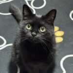 猫と竜 原作は完結してる？最新巻・連載状況・今後の展開をまとめて解説【2026年最新】