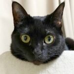 猫と竜 １話考察！初回の見どころと今後の展開予想【2026年アニメ】