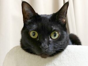 猫と竜 １話考察！初回の見どころと今後の展開予想【2026年アニメ】